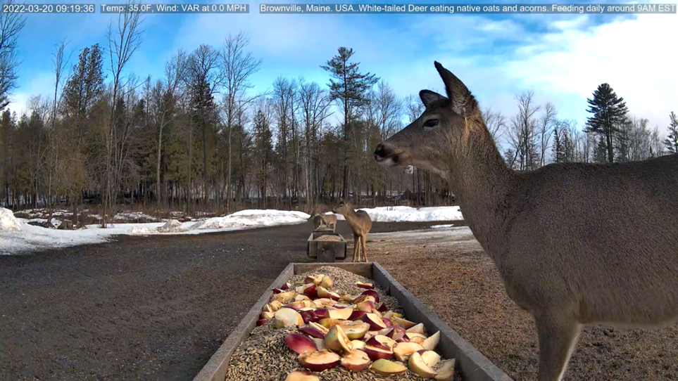 YouTube「Brownville's Food Pantry For Deer」チャンネルのライブ配信の画像